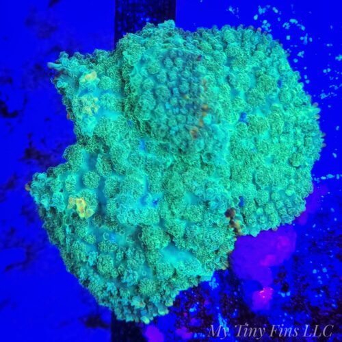 Green Bounce Rhodactis Mushroom