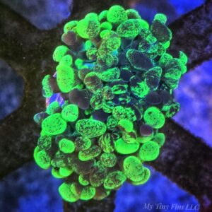 Neon Splatter Branching Hammer