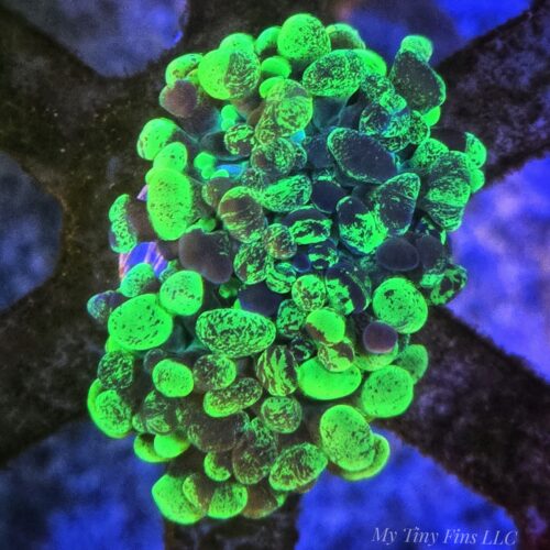Neon Splatter Branching Hammer