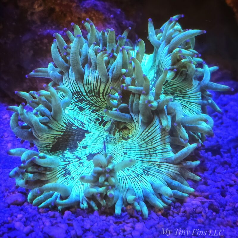 Elegance Cone Bottom - LPS Coral 2-3"