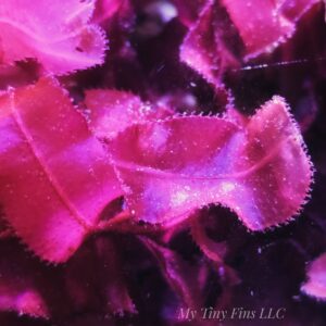 Red Sawblade - Macroalgae 1-2"