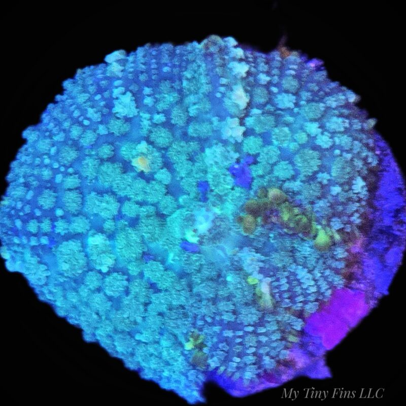Green Rhodactis Mushroom