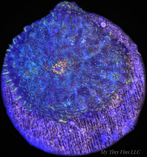 Multicolor Rhodactis Mushroom - WYSIWYG