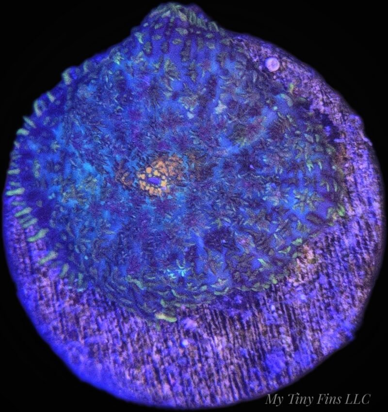 Multicolor Rhodactis Mushroom - WYSIWYG
