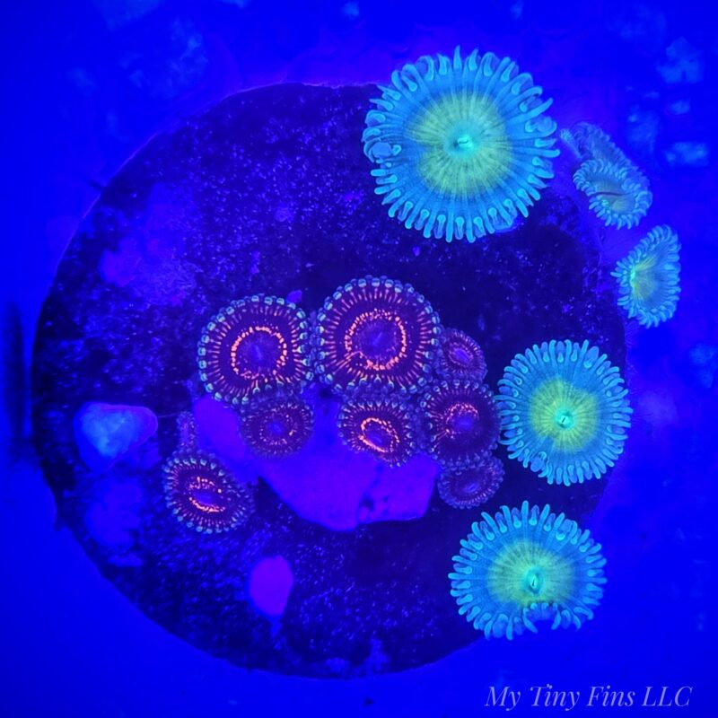 1000205704 Ultra Zoanthids - WYSIWYG
