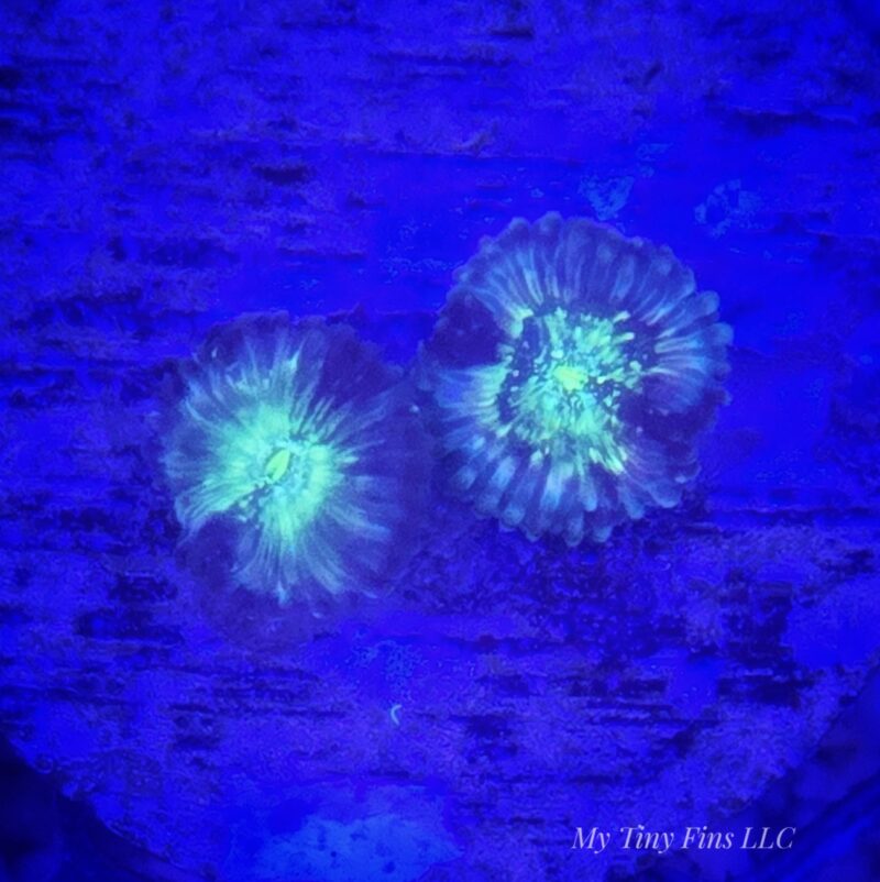 1000205738 Ultra Zoanthids - WYSIWYG