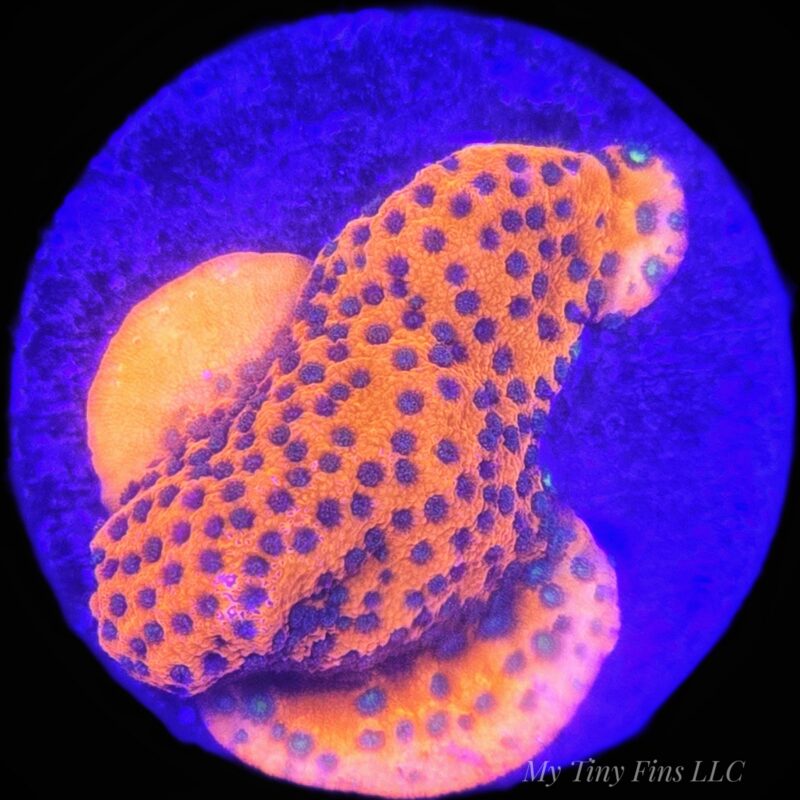 Ultra Orange Montipora - WYSIWYG