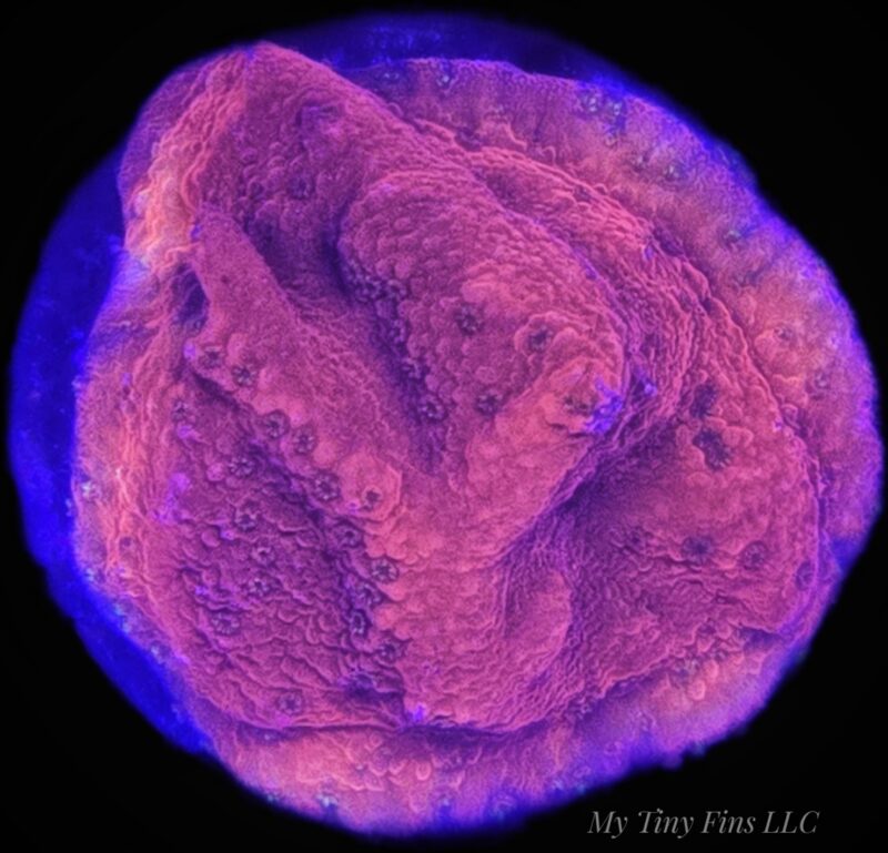Red Montipora - WYSIWYG