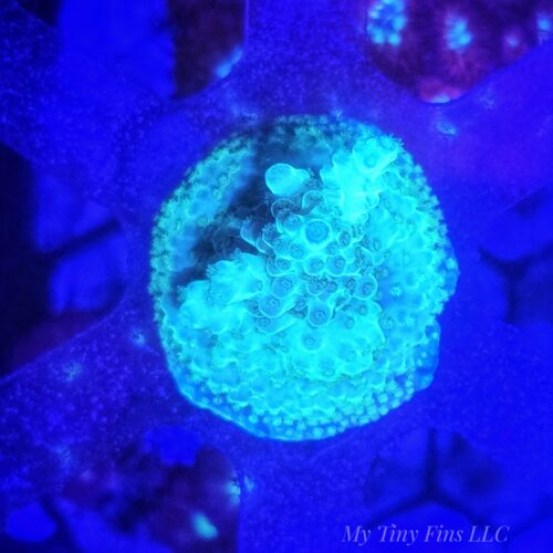 Acropora - WYSIWYG