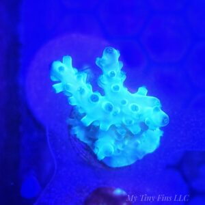 Acropora - WYSIWYG