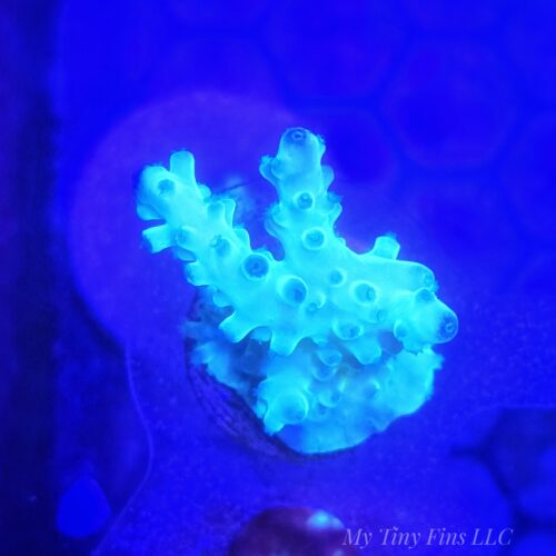 Acropora - WYSIWYG
