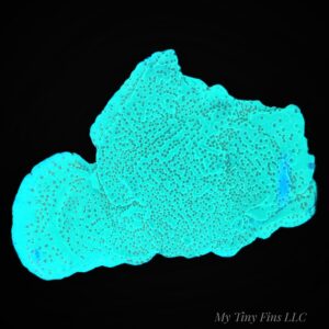 1000206508 Montipora Chili Pepper Colony (2–3") — WYSIWYG