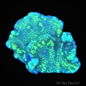 1000206509 Montipora Spongodes Colony 2-3"- WYSIWYG