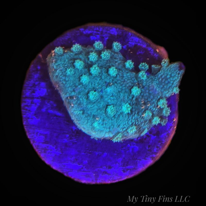 Green Astreopora - WYSIWYG