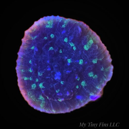 Green Eye Chalice Coral (WYSIWYG)