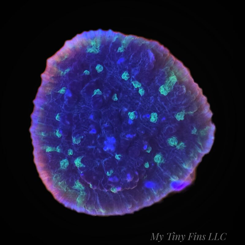 1000206513 Green Eye Chalice Coral (WYSIWYG)