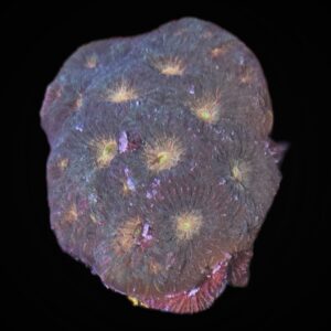 Yellow Eye Favia Colony – WYSIWYG