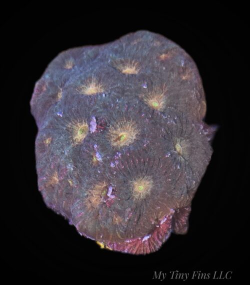 1000206516 Yellow Eye Favia Colony – WYSIWYG