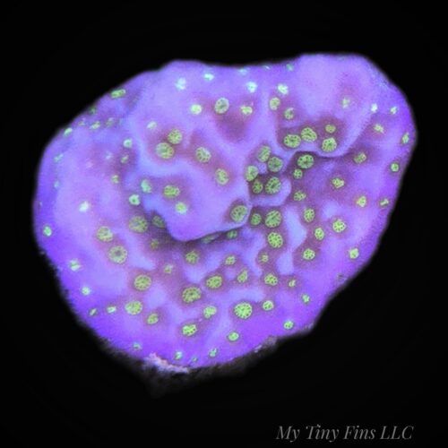 Purple/Yellow Polyp Montipora - WYSIWYG