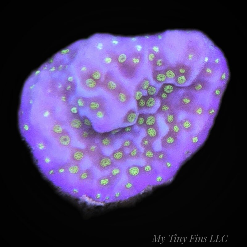 Purple/Yellow Polyp Montipora - WYSIWYG
