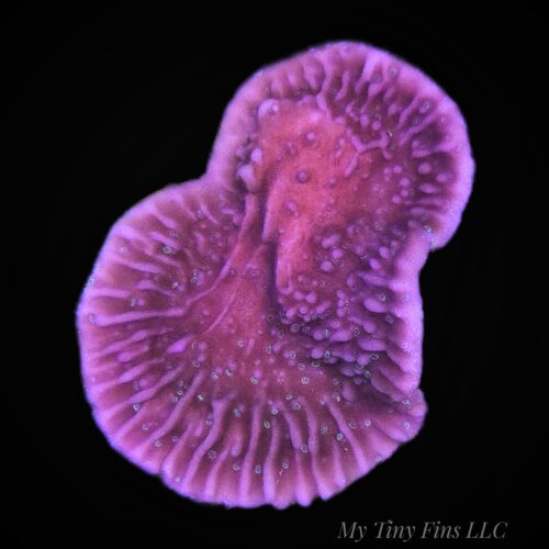 Purple Montipora - WYSIWYG