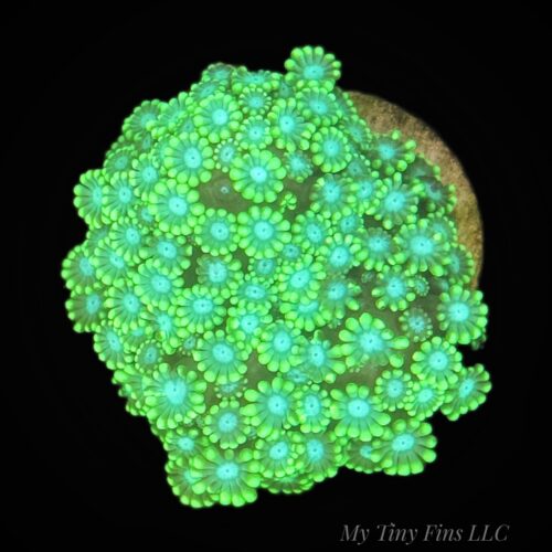 Alveopora - WYSIWYG