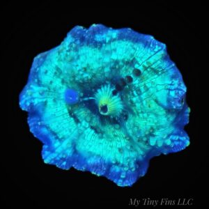 1000206543 Teal Discosoma Mushroom