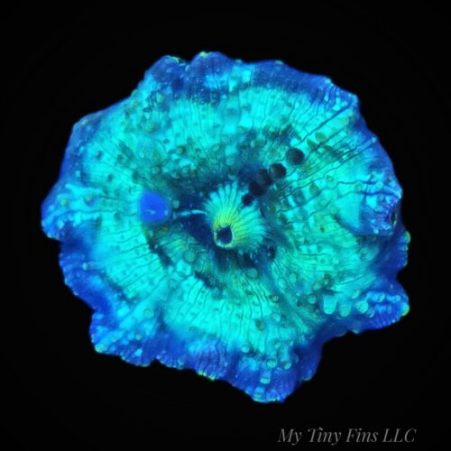 Teal Discosoma Mushroom