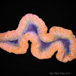Lobophylia 3" - WYSIWYG