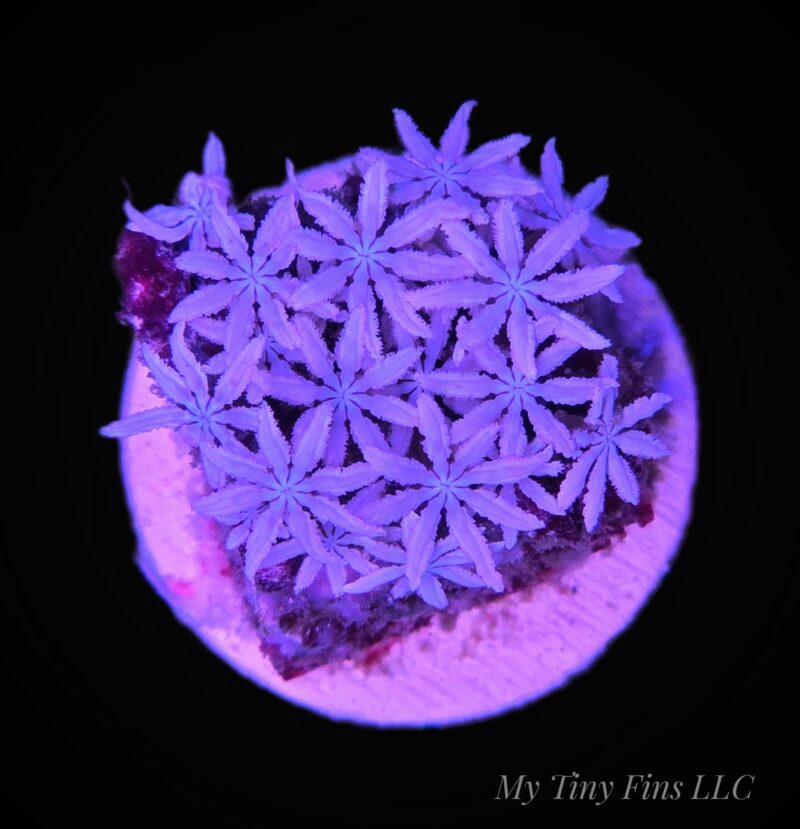 Pipe Organ - Soft Coral Frag