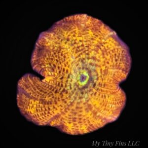1000233288 Orange Discosoma Mushroom