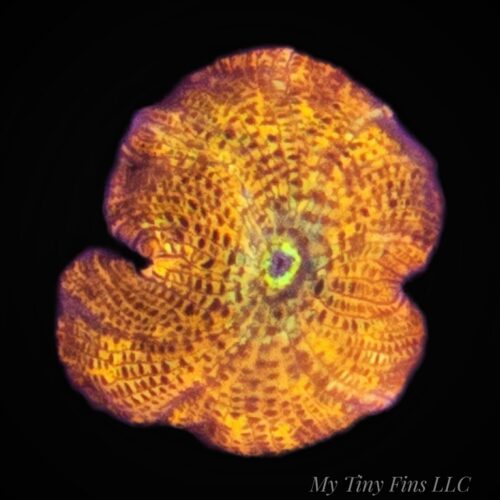 Orange Discosoma Mushroom