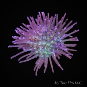 Purple Tipped Toadstool - Leather Coral Frag
