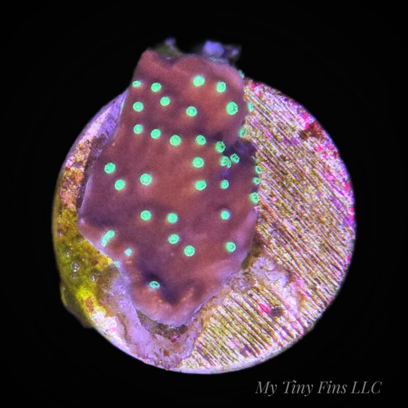 Yellow Scroll - WYSIWYG LPS Frag