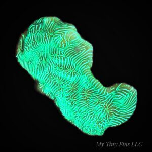 1000233321 Neon Green Leptoseris – WYSIWYG SPS Coral Frag (Encrusting)