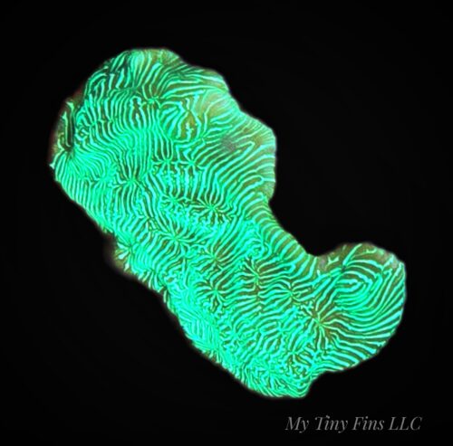 1000233321 Neon Green Leptoseris – WYSIWYG SPS Coral Frag (Encrusting)