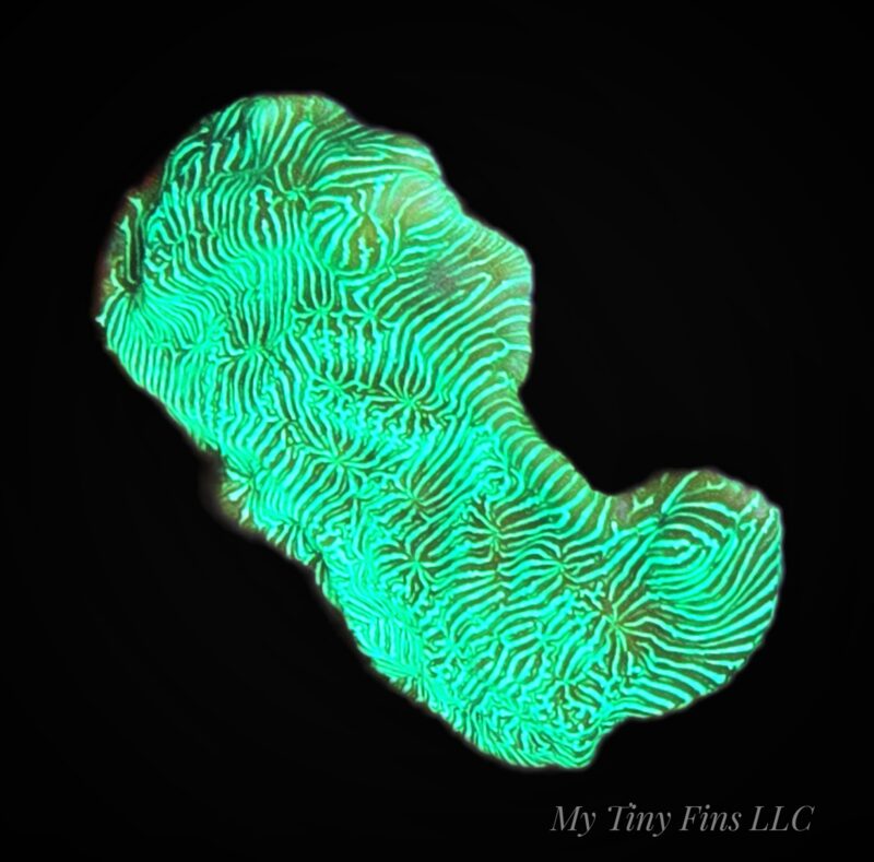 1000233321 Neon Green Leptoseris – WYSIWYG SPS Coral Frag (Encrusting)