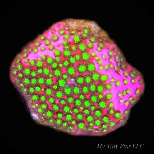 Electric Daisy Stylocoeniella - Encrusting Coral Frag