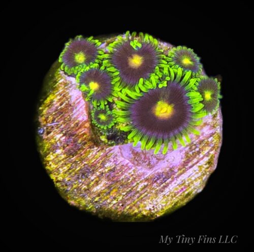 Ultra Zoanthids - WYSIWYG