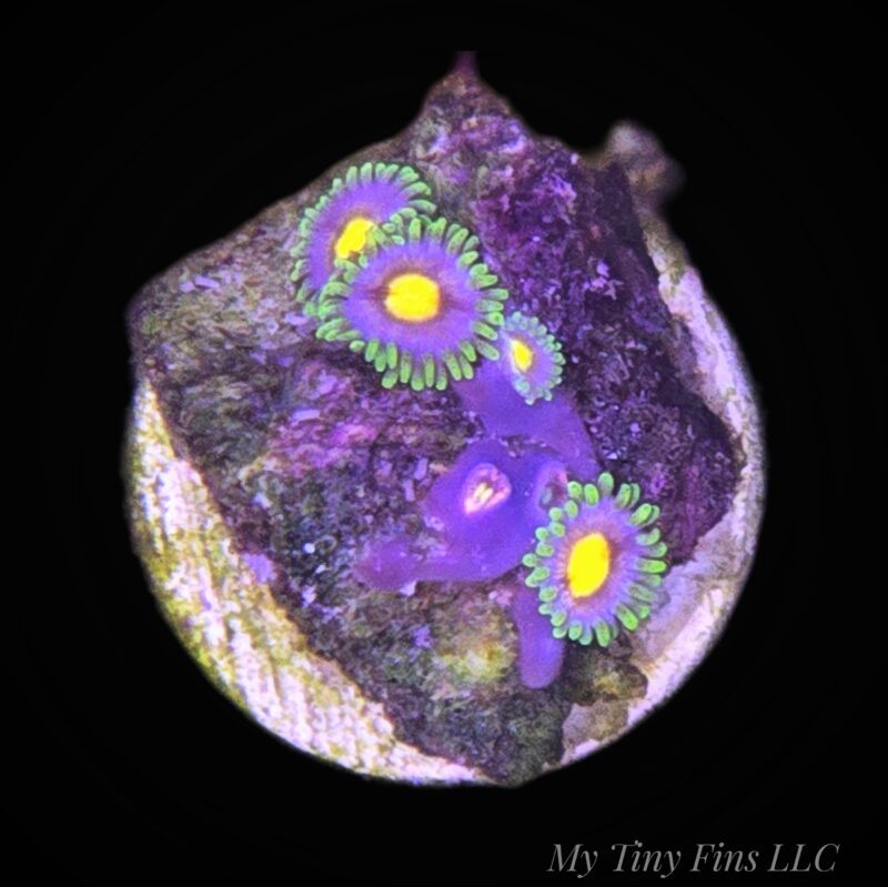 Ultra Zoanthids — WYSIWYG