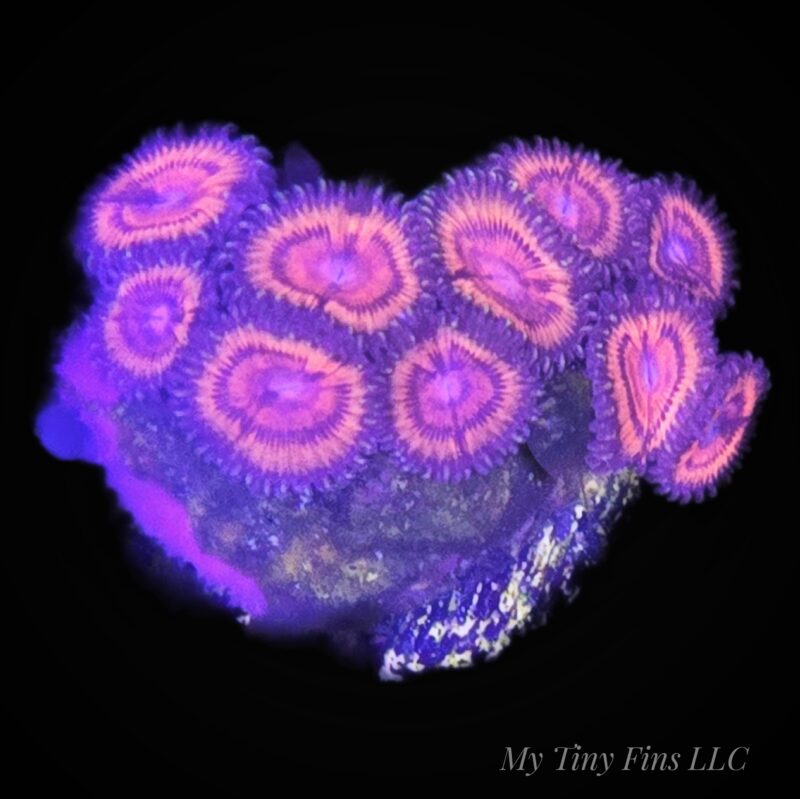 Ultra Zoanthids - WYSIWYG