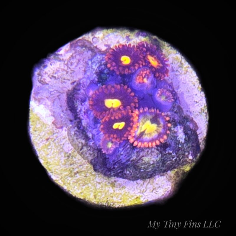 1000233346 Ultra Zoanthids – WYSIWYG
