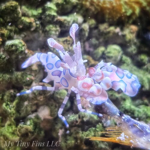Harlequin Shrimp (Hymenocera picta)