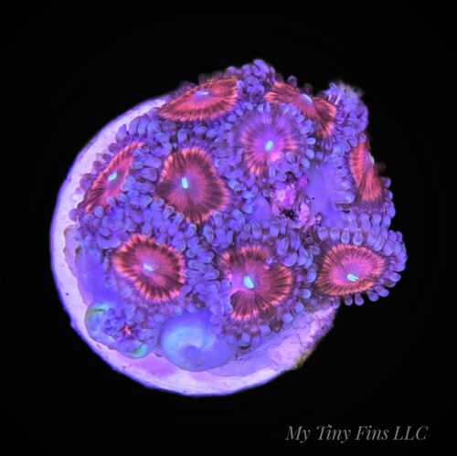 Ultra Zoanthids - WYSIWYG