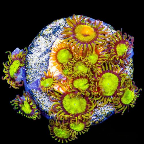 3b799197022b92c18d4f-1694788339(1) King Midas Zoanthids