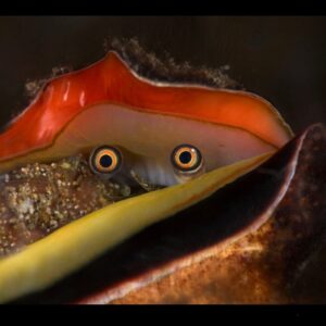 Tiger Conch - Amazing Sand Sifters!