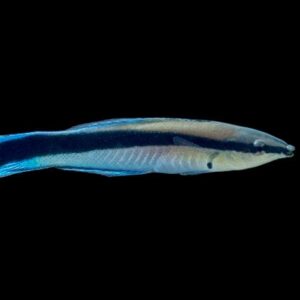 cleanerwrasse (1) Cleaner Wrasse (Labroides dimidiatus)