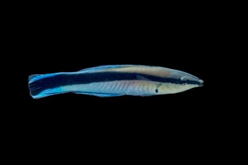 cleanerwrasse (1) Cleaner Wrasse (Labroides dimidiatus)