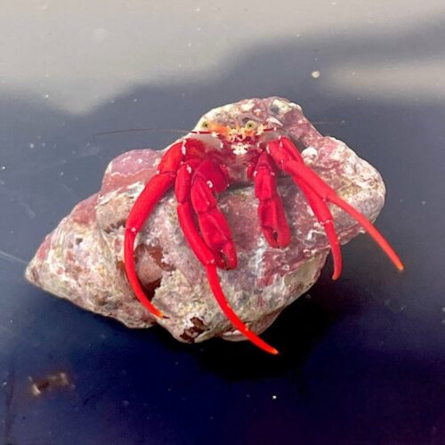 corals-anonymous-crab-pack-of-5-scarlet-hermit-crab-pack-of-5-panguristes-cadenati-40228792336610_1080x Scarlett Hermit Crab