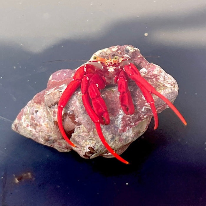 Scarlett Hermit Crab